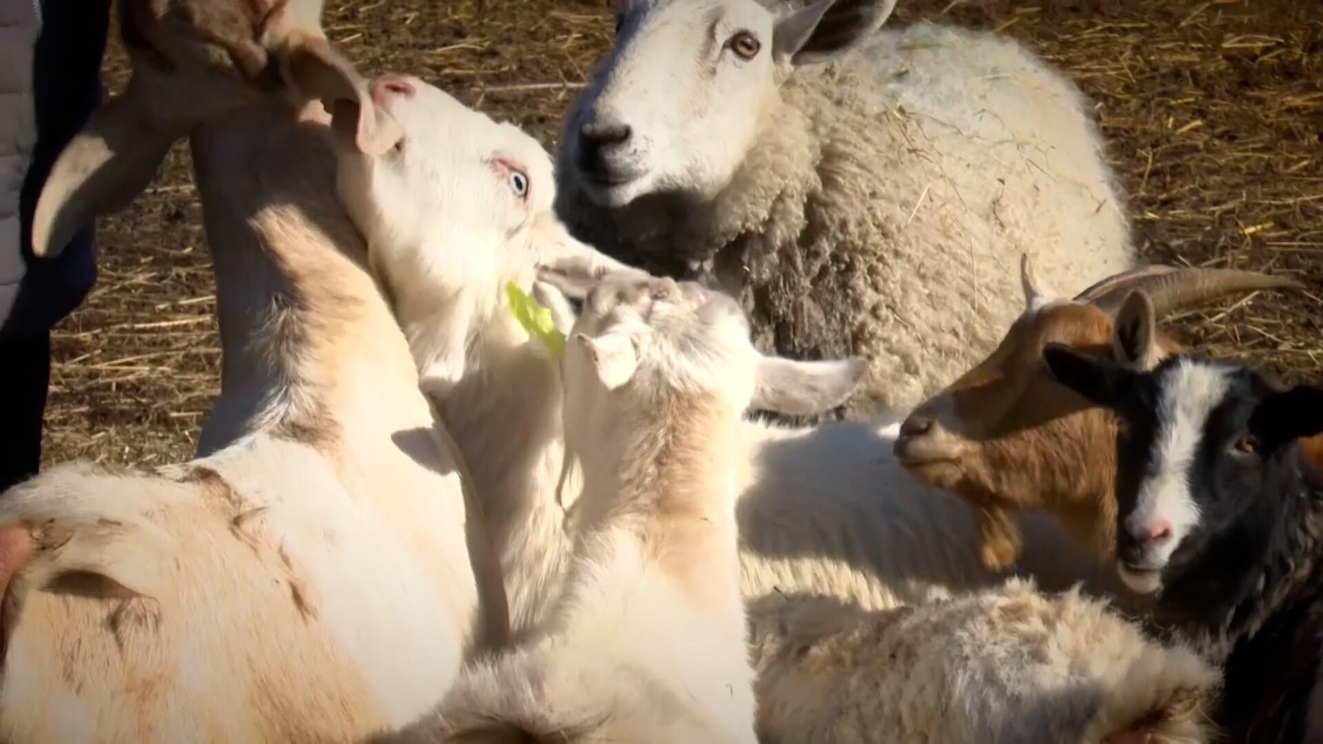 This Michigan farm is a sanctuary for the ‘misfit’ animals