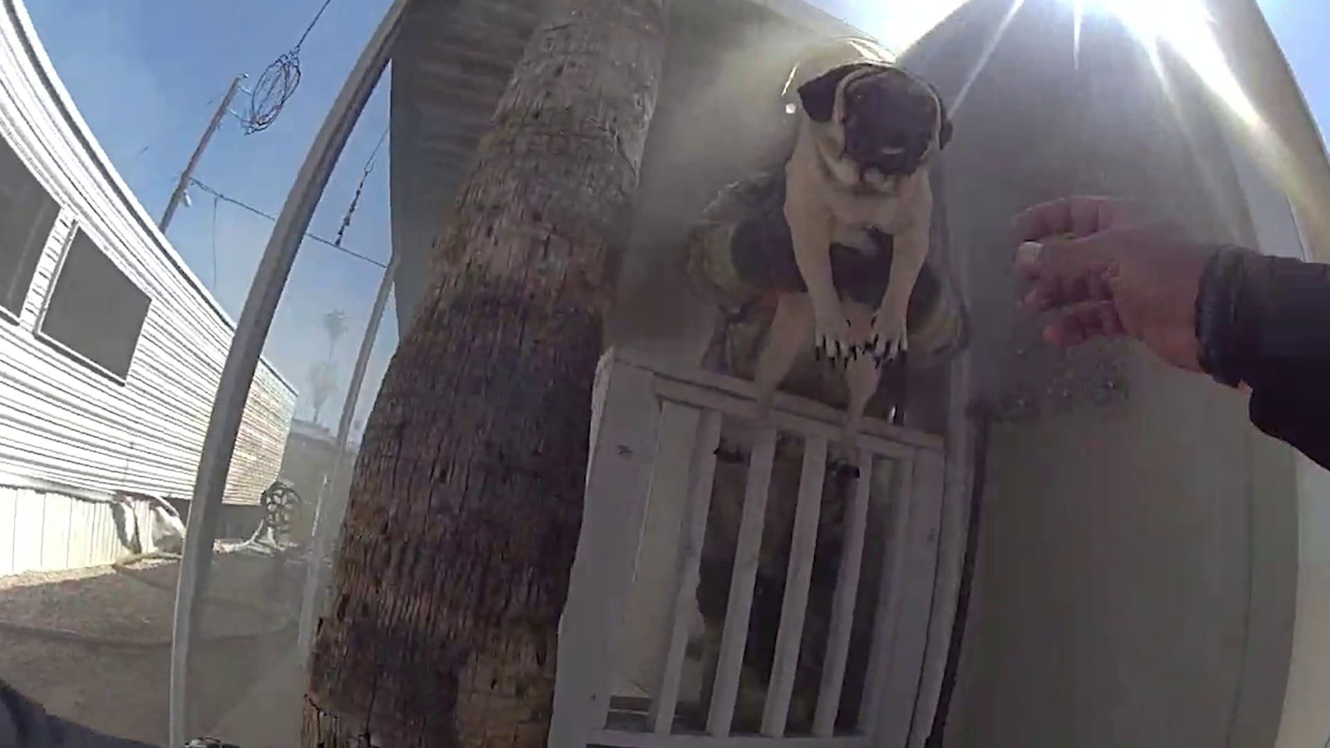 Caught on camera: First responders save dogs, turtle from Phoenix house fire