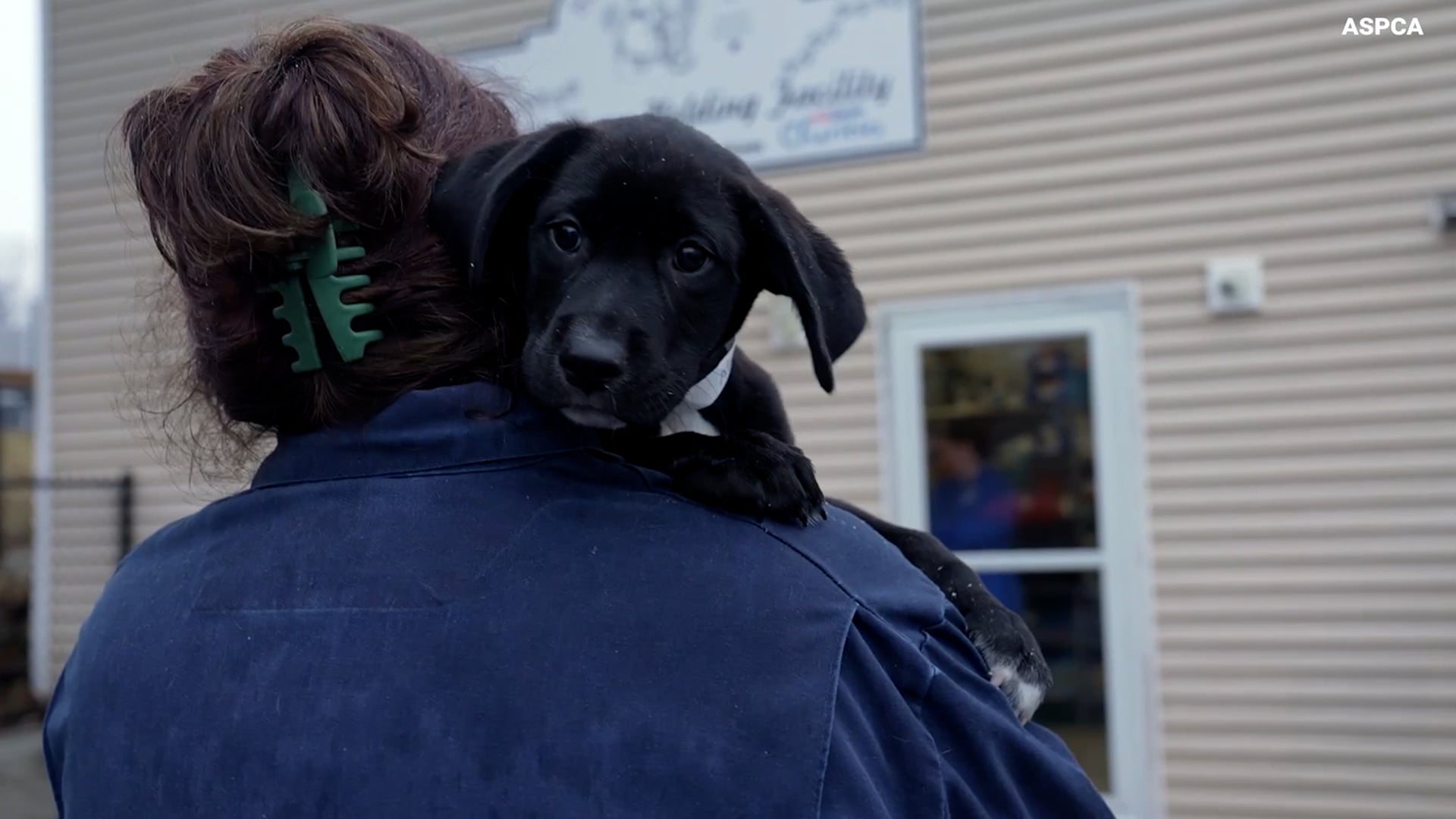 Animal Shelters Face Overcrowding Crisis Due to Geographic Disparities