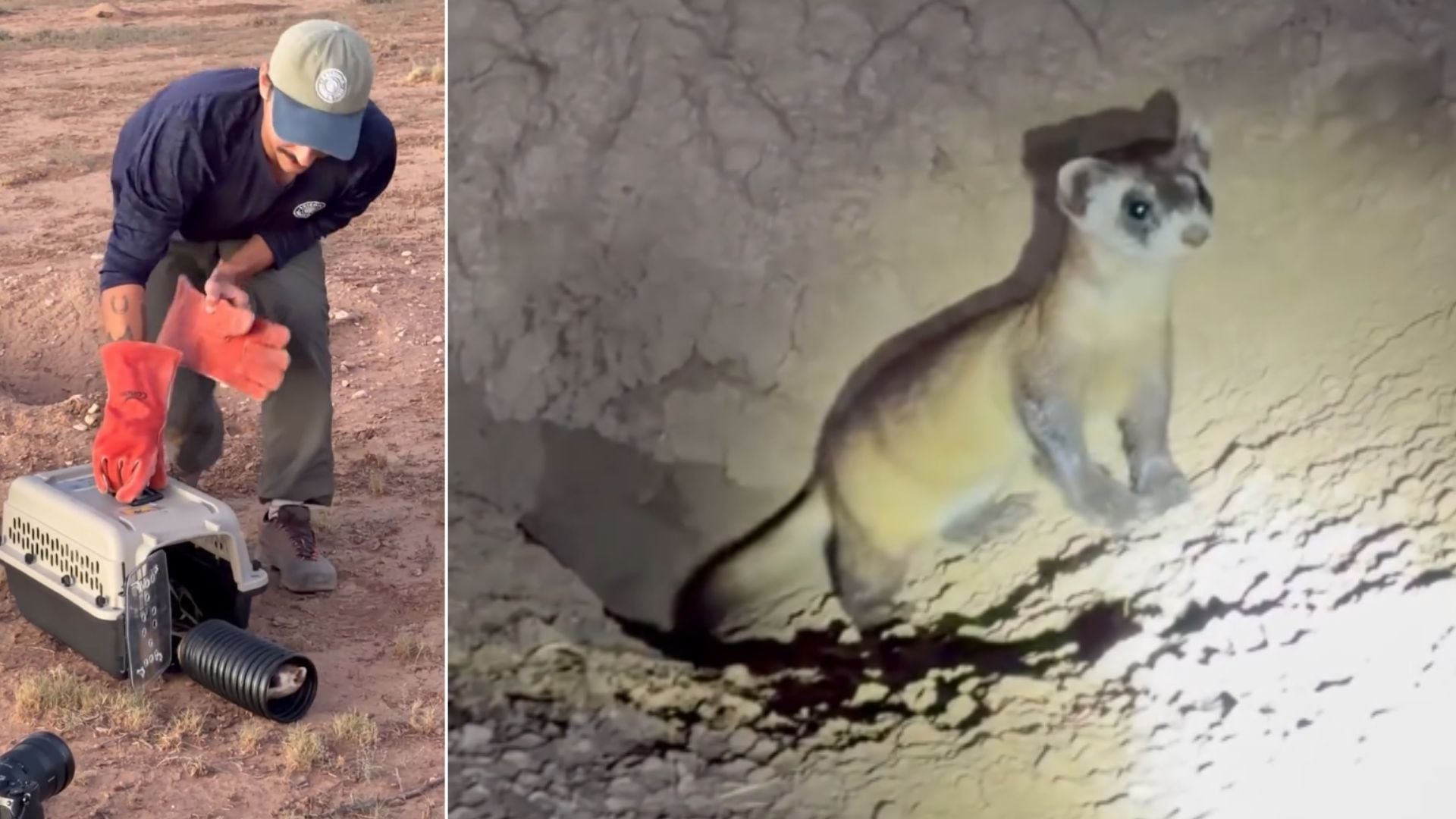 Endangered Black-Footed Ferrets Released in Arizona Wilderness