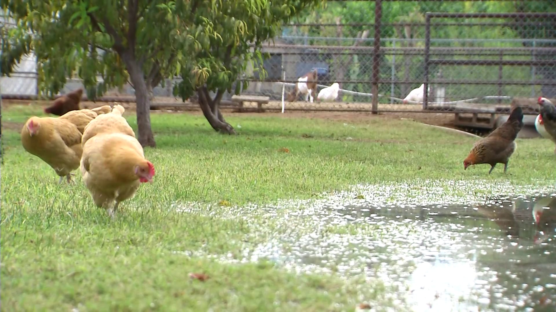 Excessive Rainfall Disrupts Fall Planting for Phoenix-Area Farmers