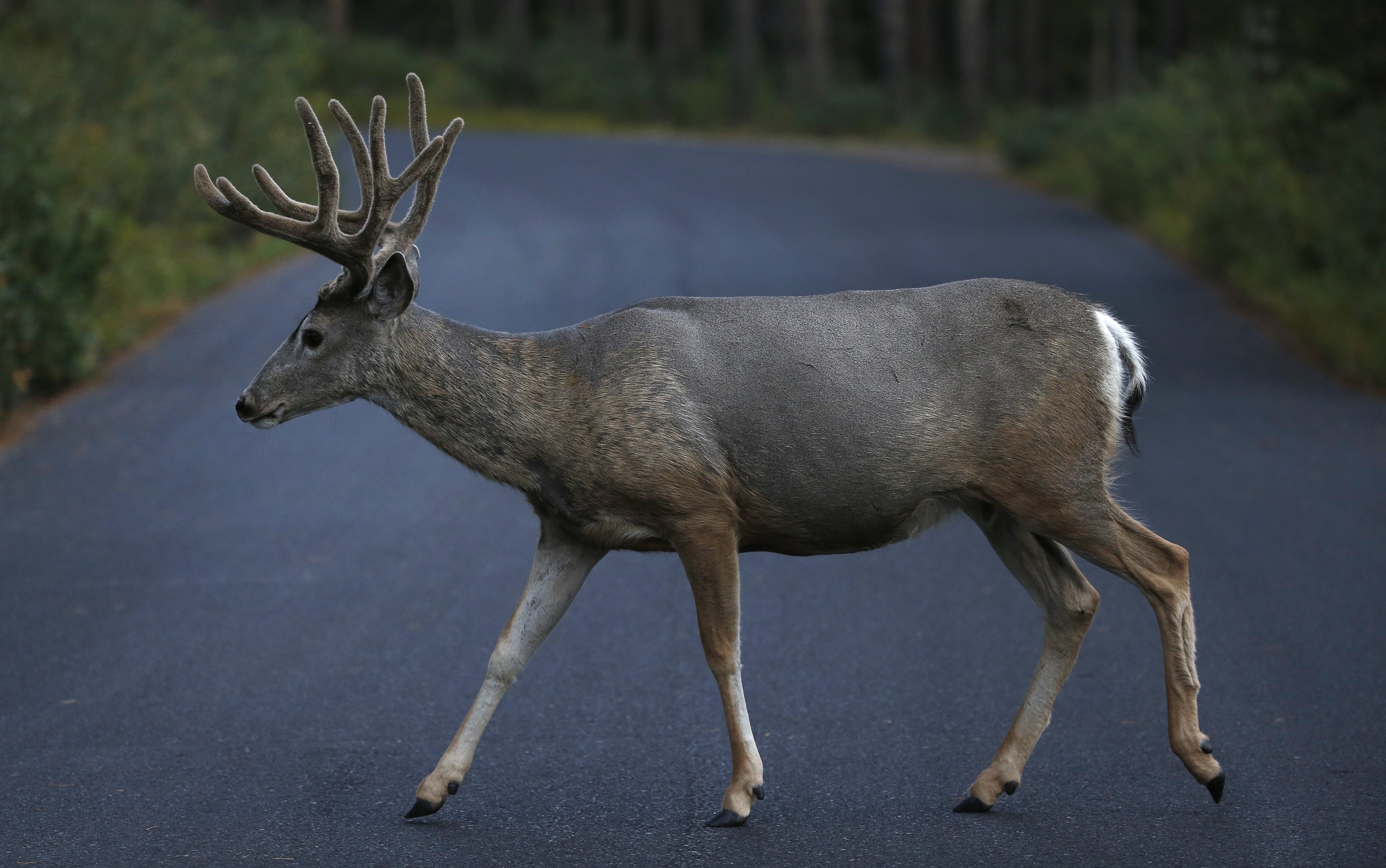 Arizona Officials Offer Up to $1,000 in Yuma County Deer Killing Case