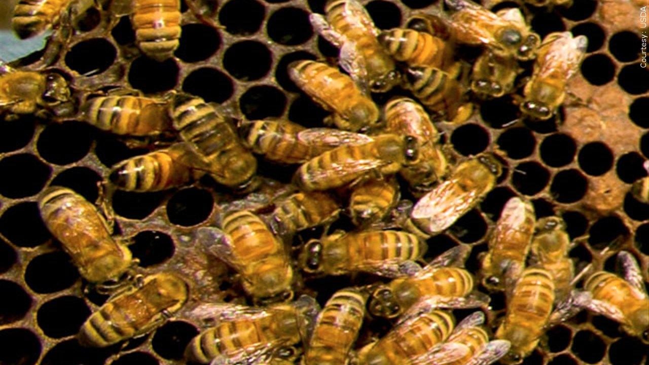 One Hospitalized After Extensive Bee Stings in Goodyear, Arizona