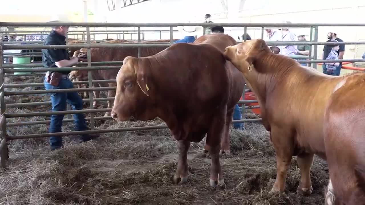Arizona officials warn against taking pets to Mexico