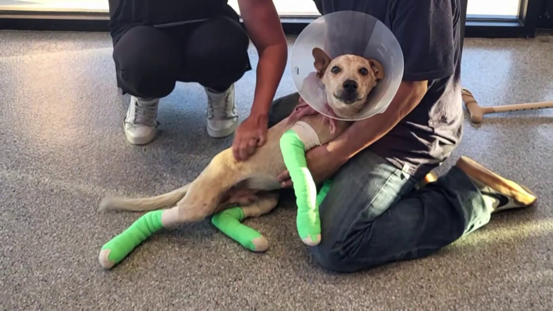Four-Month-Old Puppy Recovering After Light Rail Incident in Phoenix