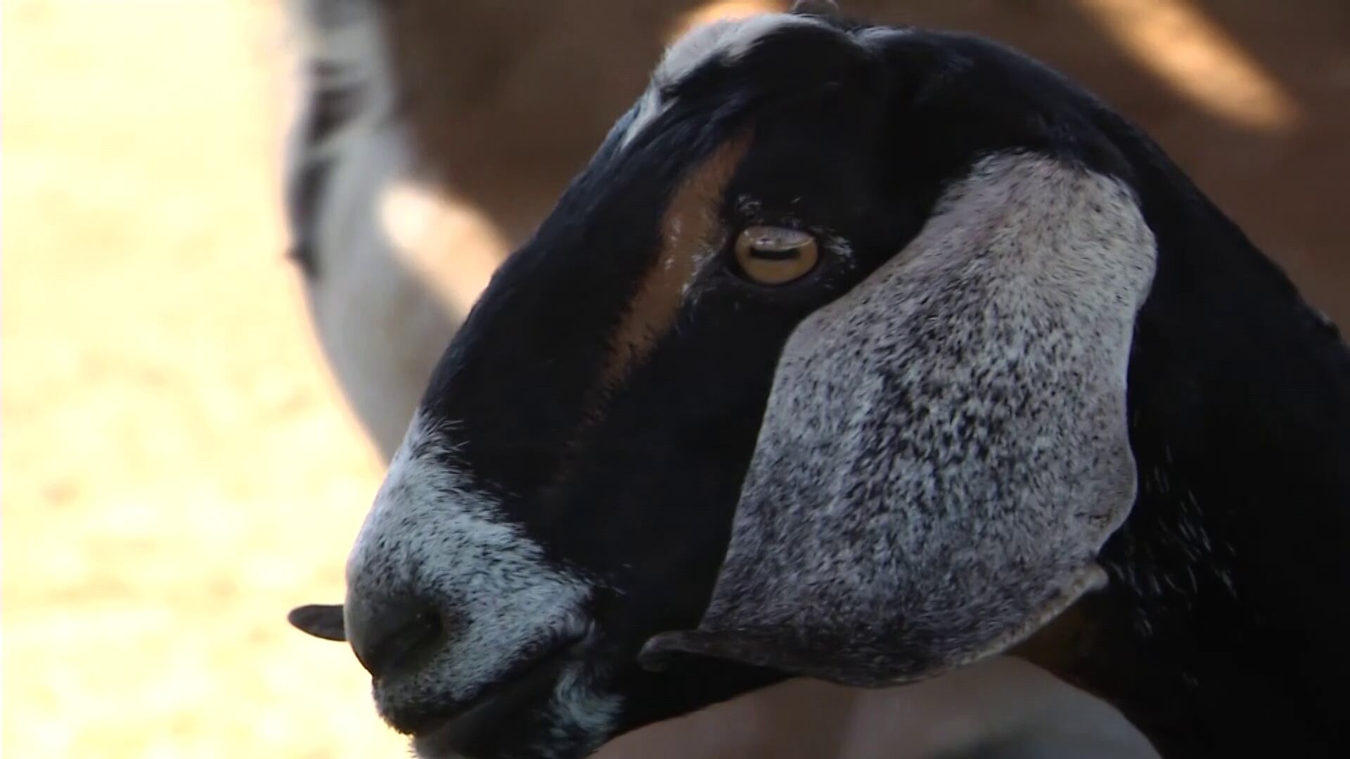 More than 35 goats killed in attack at Buckeye dairy farm