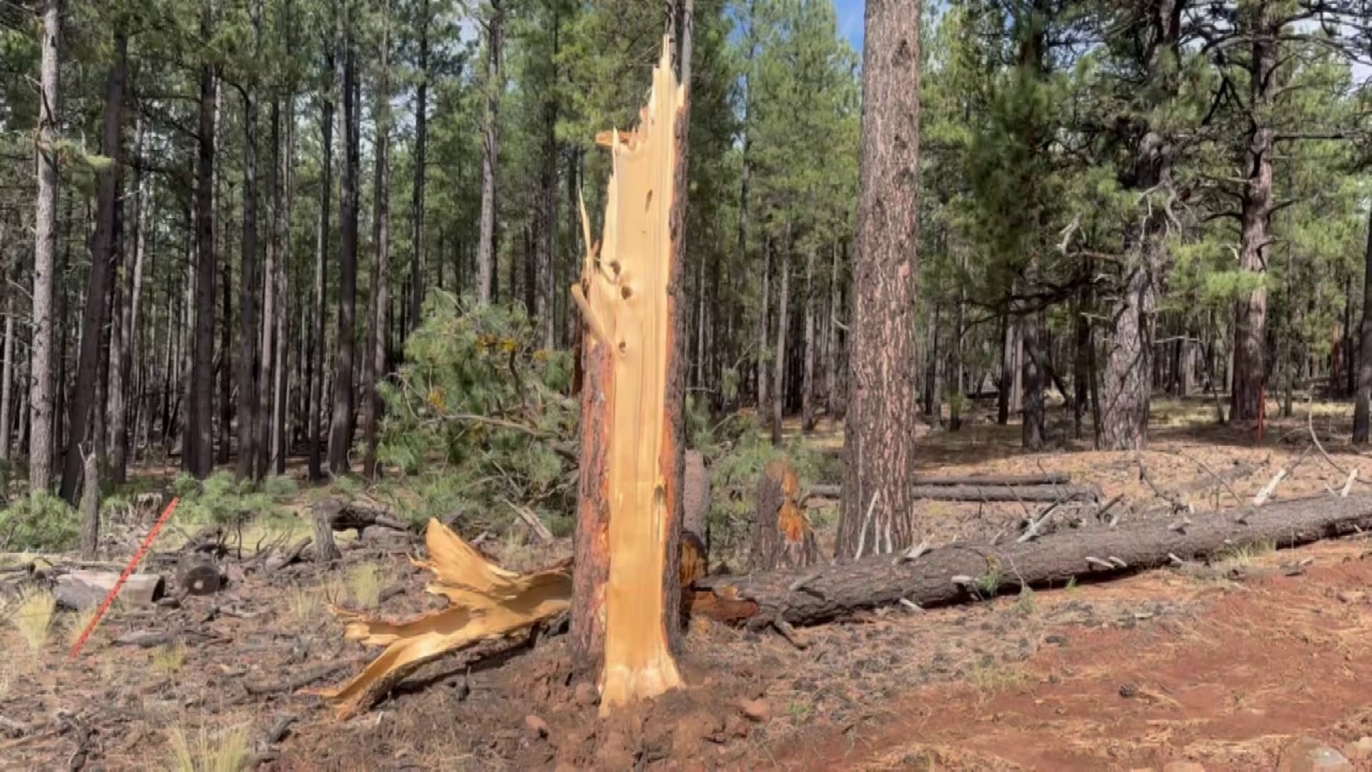 Tornado with 110 mph winds hits forest near Flagstaff