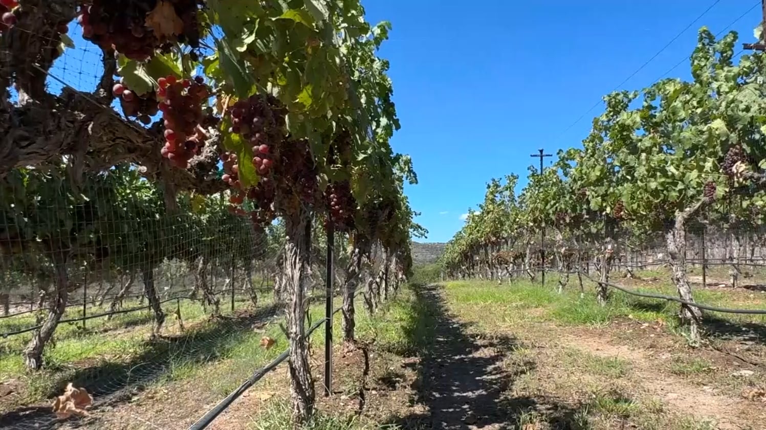 Arizona’s Verde Valley Winemakers Harness Extreme Climate for Distinctive Wines