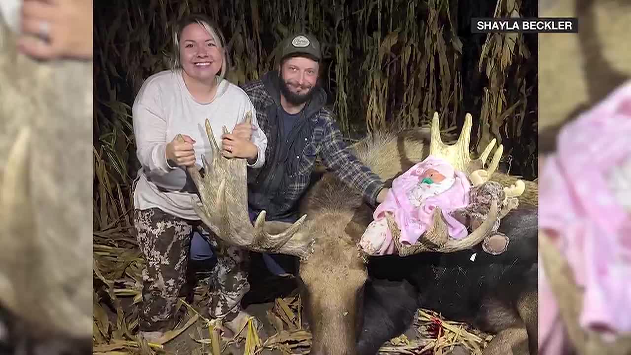 Beulah Woman Hunts Moose Four Days After C-Section
