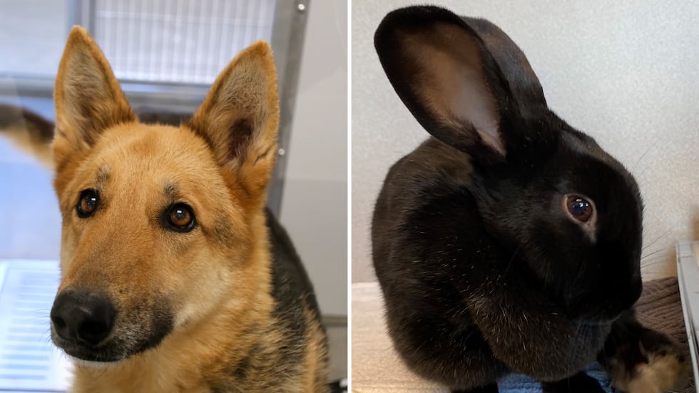 Adopt a new furry friend today!