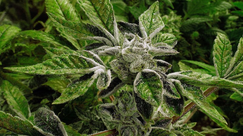 FILE - In this Sept. 15, 2015 file photo, marijuana plants with their buds covered in white...