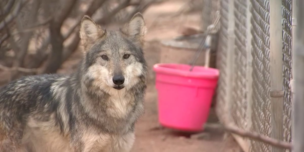 Legal battle brewing over location of Mexican wolves in Arizona Legal battle brewing over location of Mexican wolves in Arizona