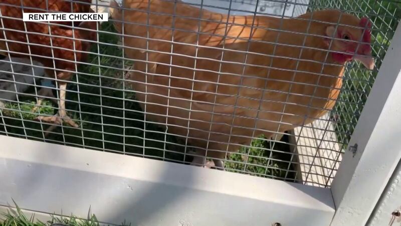 The chicken rental packages last for six months.