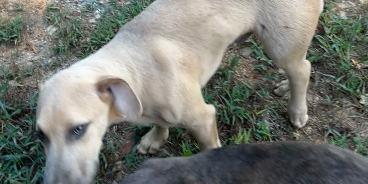 Coverage image for: Homeowner who shot puppies that attacked farm animals won’t be charged, officials say