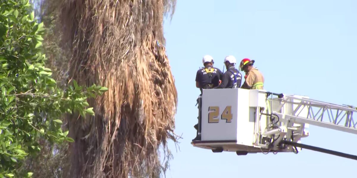 Fpalm Tree Rescue Phoenix Tree Rescue: Man Critical After 50-Foot Fall - News Usa Today