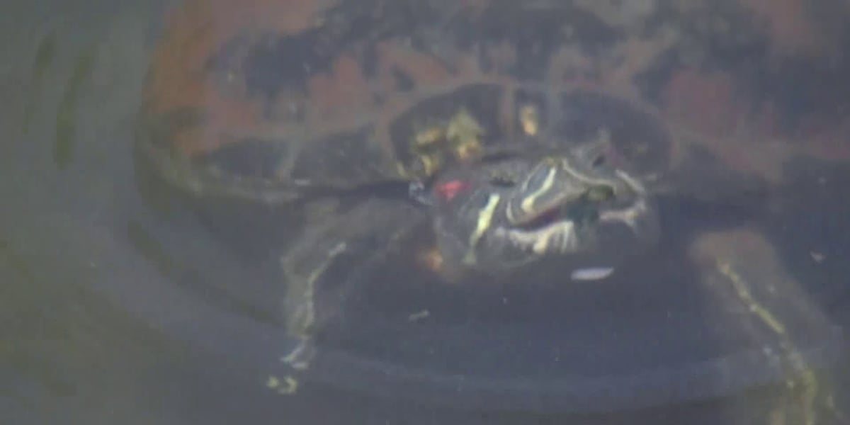 Freestone Park's beloved turtles face uncertain future as renovation drains their lake