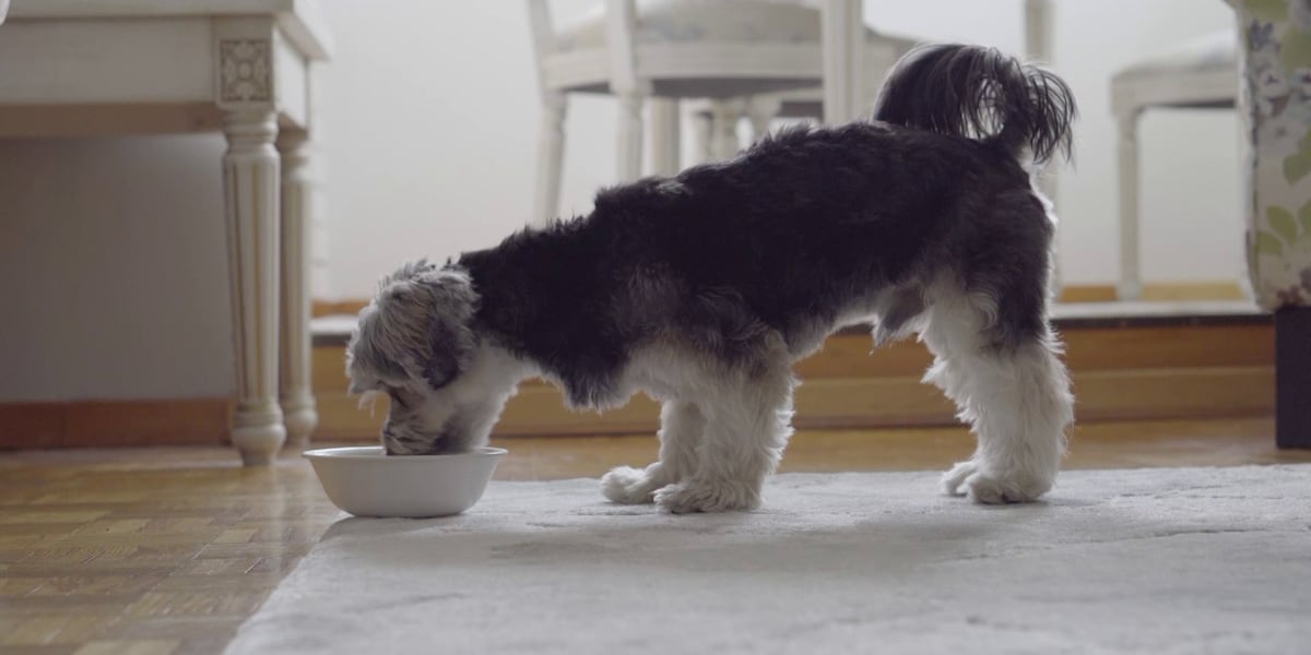 The dog food you’re buying may not be has healthy as you think The dog food you’re buying may not be has healthy as you think