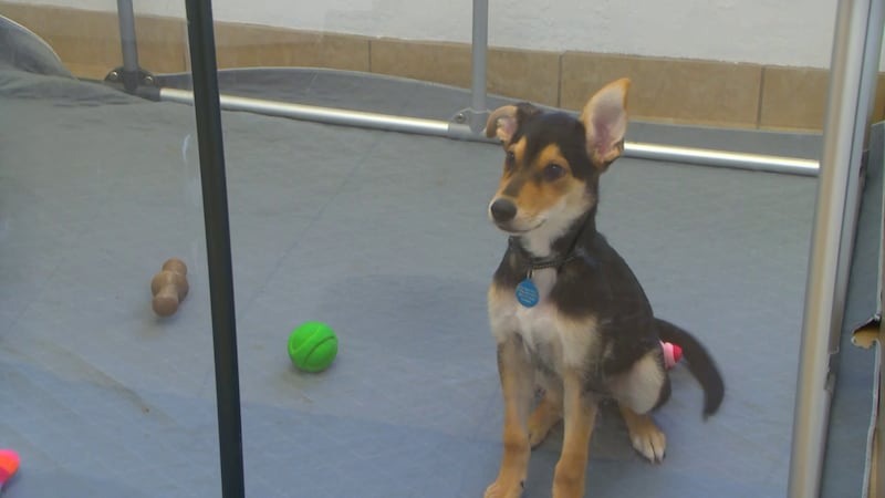 Dozens of rescued animals at a Phoenix animal sanctuary are at risk of losing their home due...