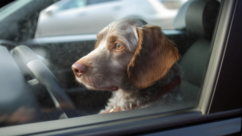 Senate Bill seeks to make driving with your pet on your lap a traffic violation.