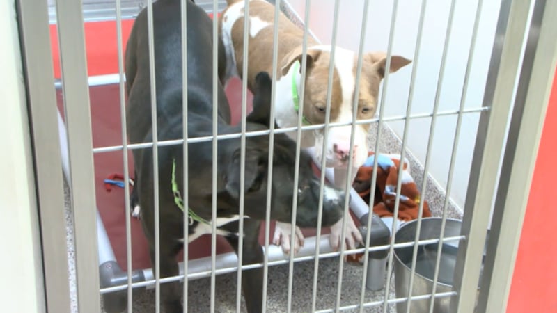 The Pima Animal Care Center is seeing an outbreak of several canine diseases, including...