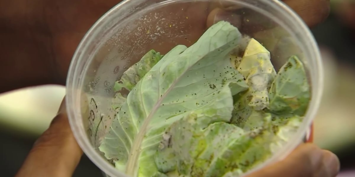 What is the diamondback moth, and why does it threaten Yuma Valley crops?