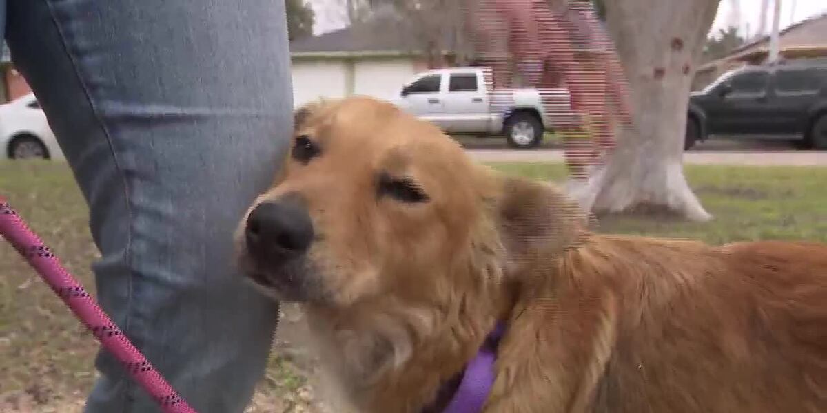 Dog rescued from shipping container heads to animal rescue in hopes of ...