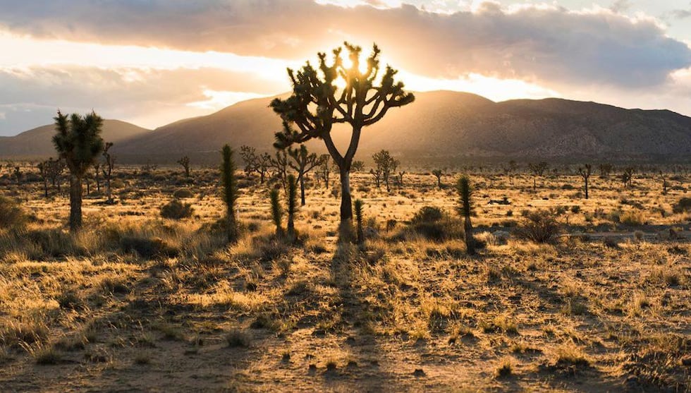 See Joshua Tree National Park while driving the Joshua Forest Scenic Road.
