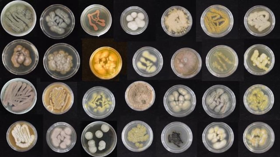 UH researchers have discovered several species of marine fungi that can break down plastics.