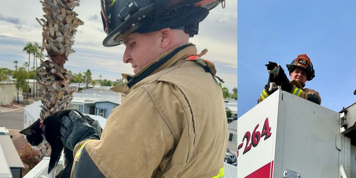 Fpalm Tree Rescue Firefighters rescue cat stuck on palm tree in Apache Junction