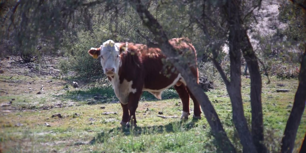 Court rules government ignored cattle damage to Agua Fria National Monument