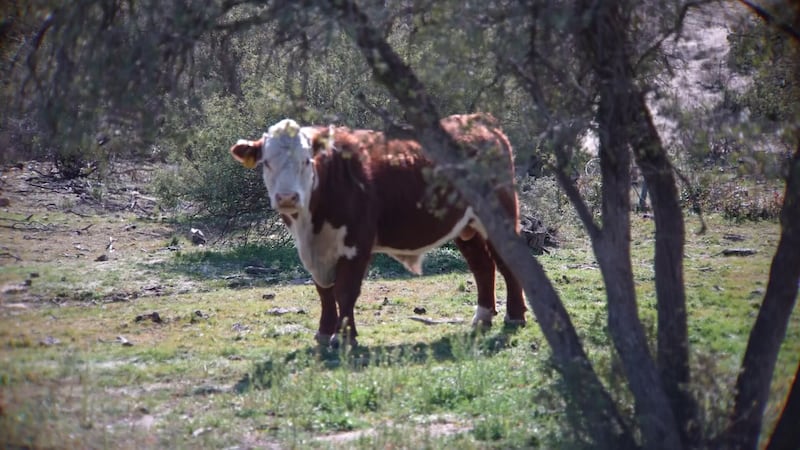A federal court ruled land managers failed to consider the harm cattle cause to riparian areas...