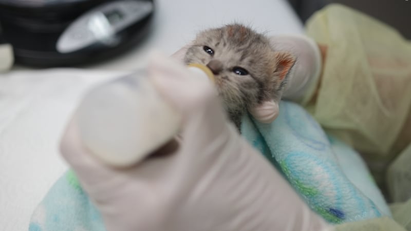 The Arizona Humane Society is looking for foster parents for their bottlefed kittens to...