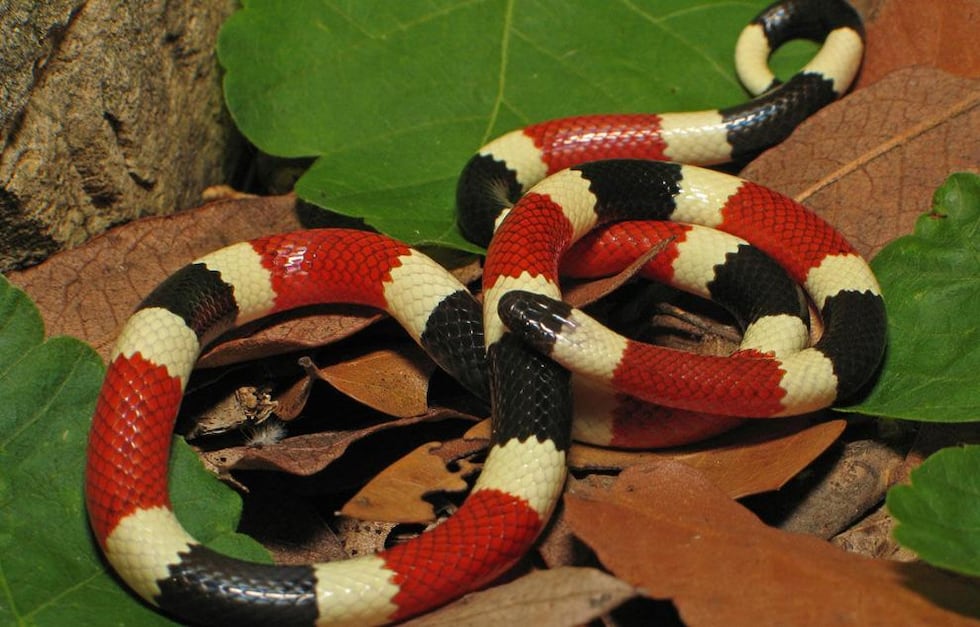 Coral Snake (Source: University of Arizona)