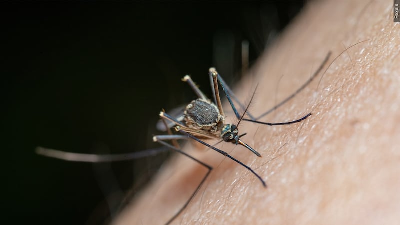 Mosquitoes