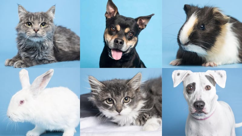 More than 1,100 pets are up for adoption.