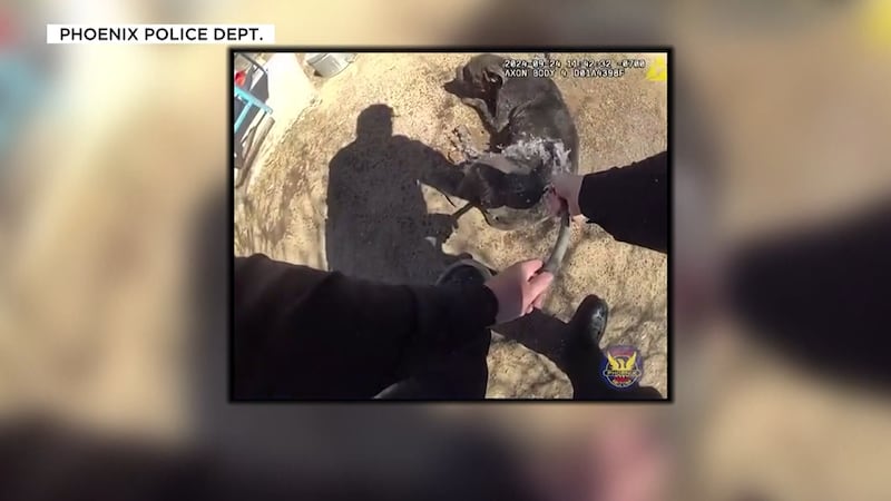 Phoenix Police released body cam video from officers who found two dogs tied to poles and...