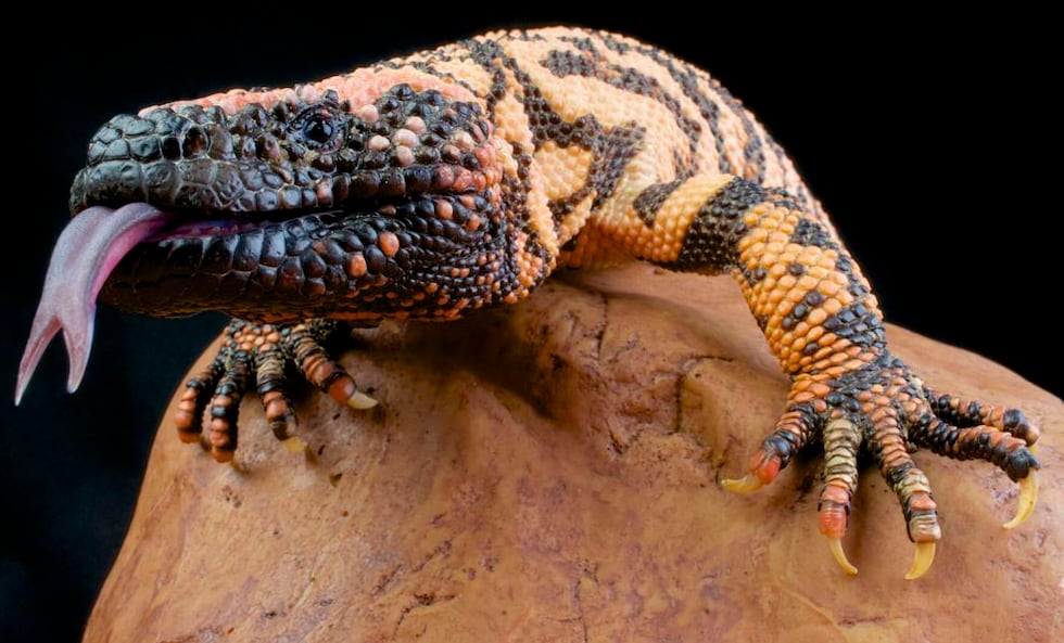 Gila monsters chew their victims, holding on to pass their venom into the wound (Credit:...