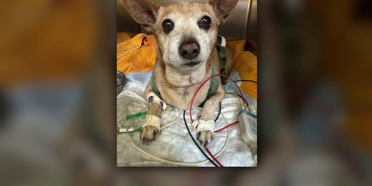 Arizona Veterinarians Warn Rising Rattlesnake Dog Bites Endanger Pets