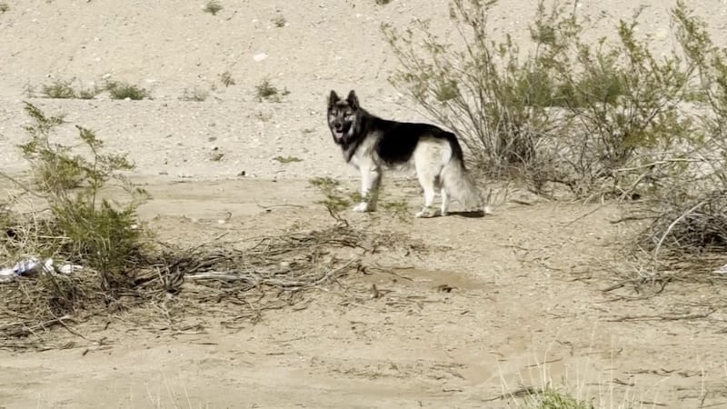 A Tucson woman discovered a husky wandering alone in the desert.