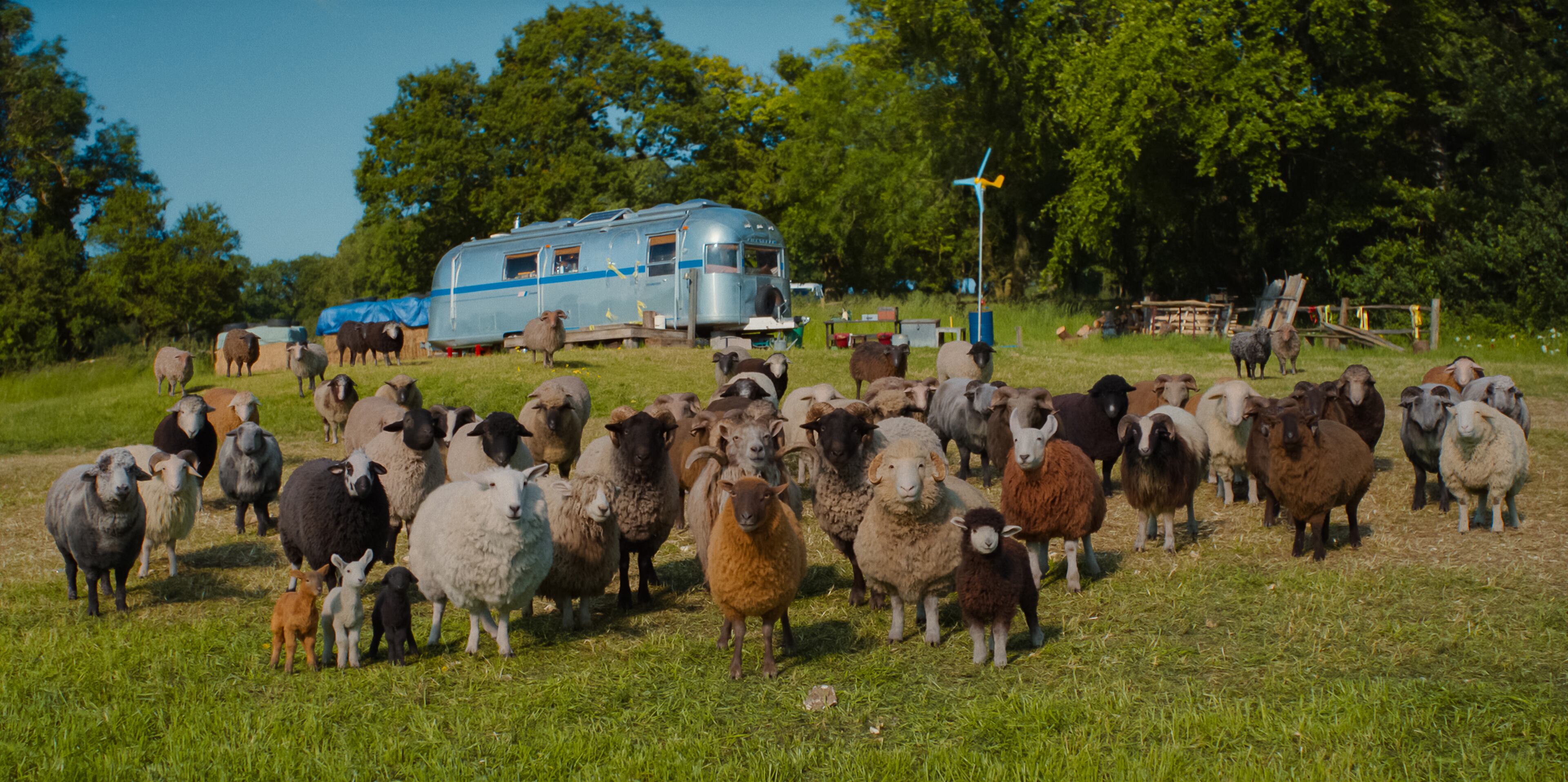 Sheep Detectives : ce qu'il faut savoir — image 1