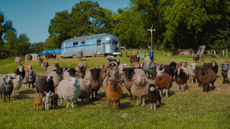 Movie Review: The Sheep Detectives