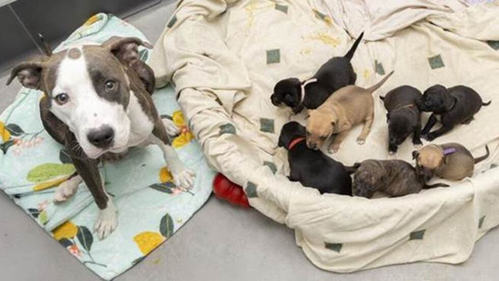 The Arizona Humane Society is asking for donations of a variety of items to help care for the...