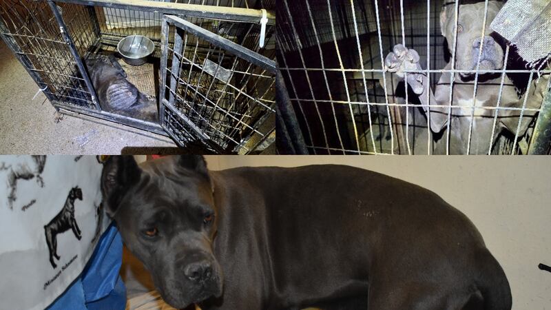 Maricopa County sheriff's deputies shared these images of the dogs rescued from the home.