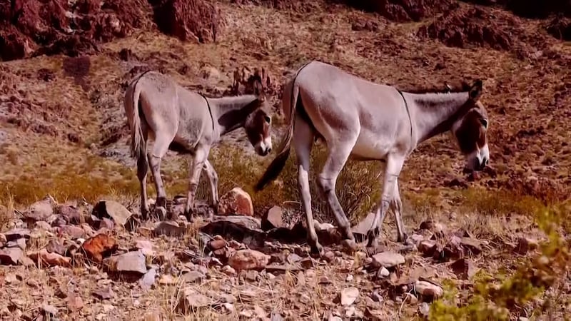 The roundup aims to reduce the wild burro herd at Lake Pleasant from 2,300 to as few as 140...