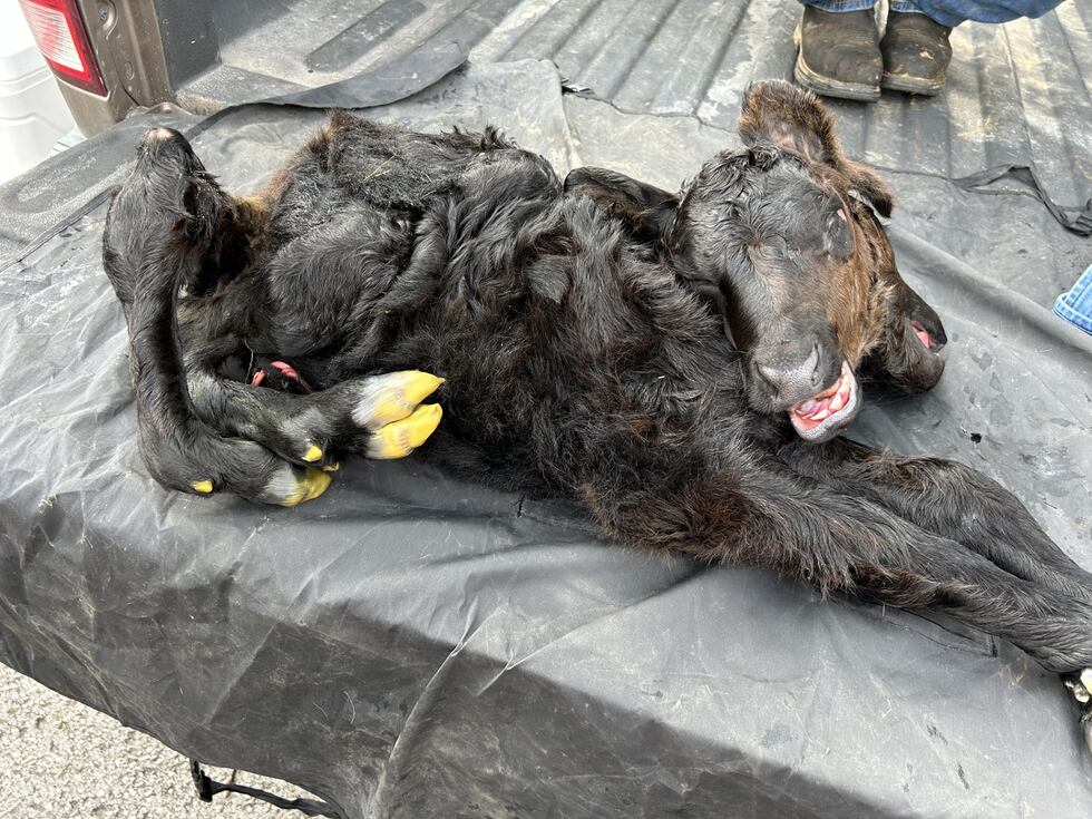 A rare double-headed calf was born in Edmonton, Kentucky, where it then unfortunately passed...