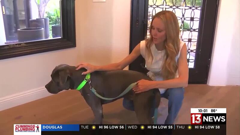 Community members call for change as an effort to save more dogs in Pima County