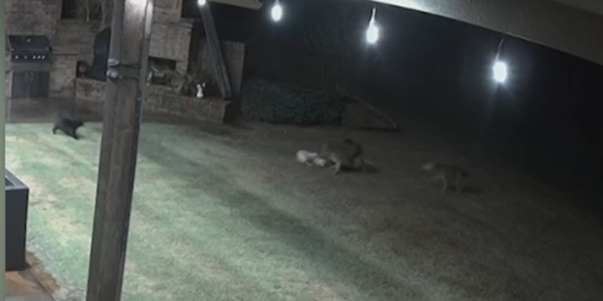 Coyote Attack Leaves Cat With Horrific Bite Marks Full Story - kele3dn