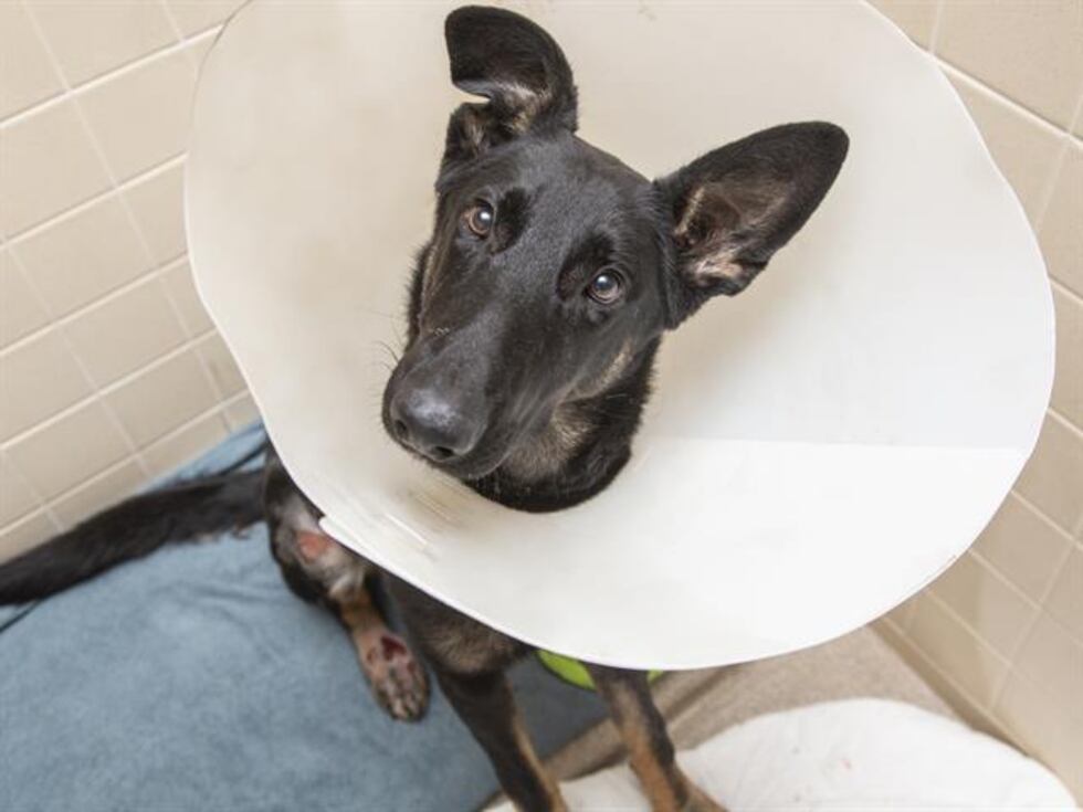 The Arizona Humane Society said that Sheila, a one-year-old German shepherd, is up for...
