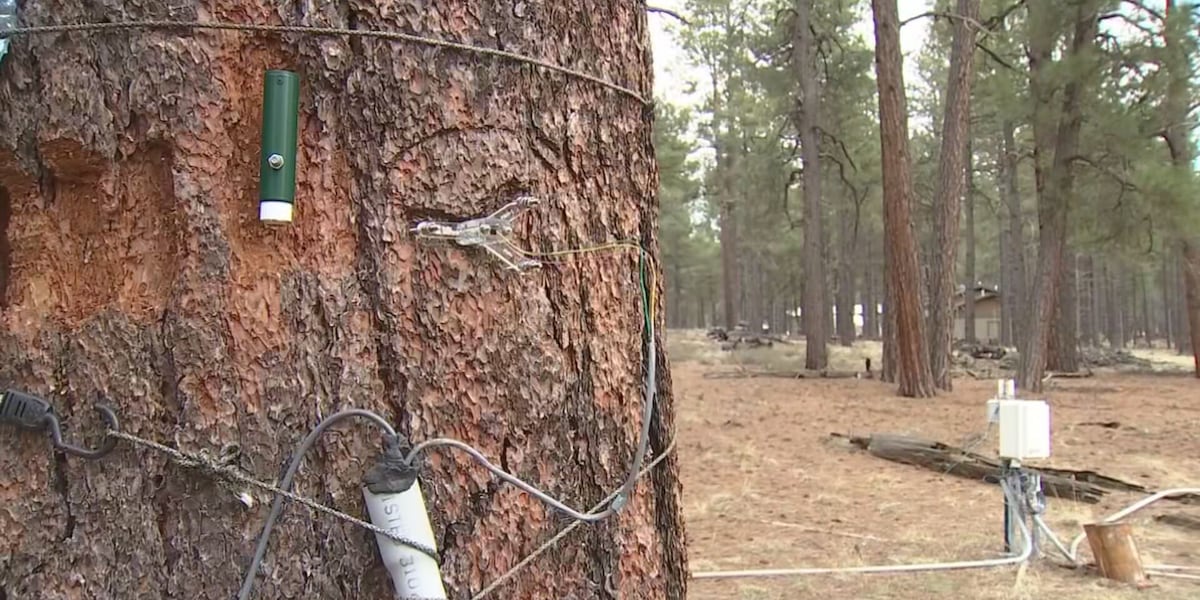 Tree Tagginglogging Researchers use satellites, tagging trees to help prevent wildfires in ...