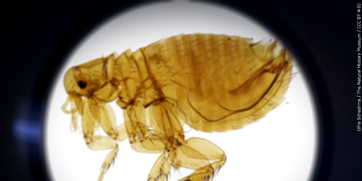Arizona health officials investigate suspected pneumonic plague case - AZ Family
